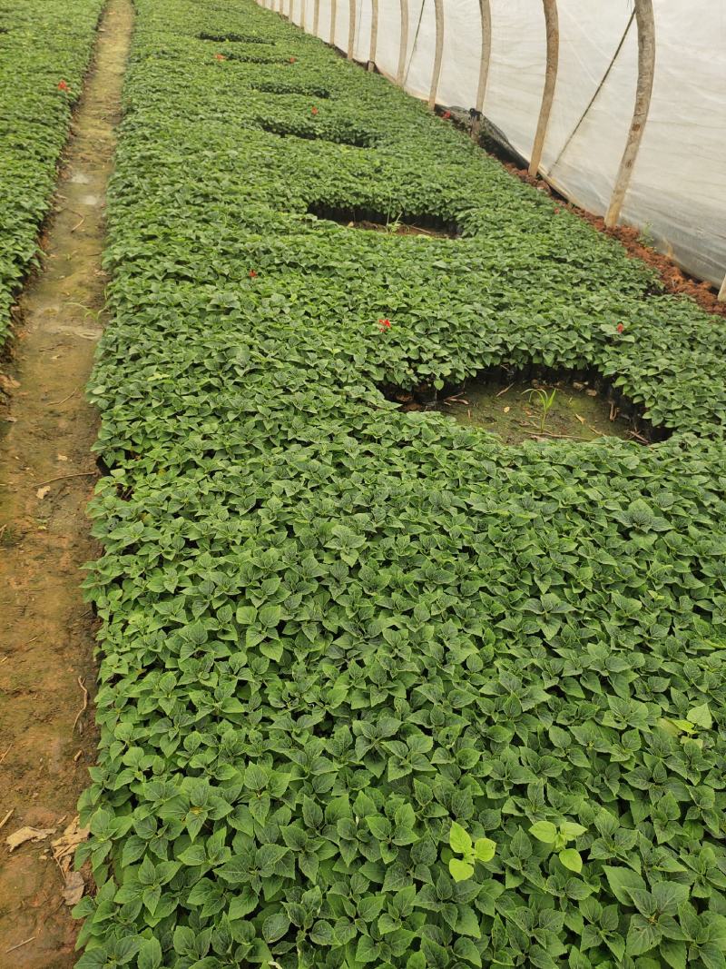 一串红基地直发城市绿化美化工程用10袋苗量大从优