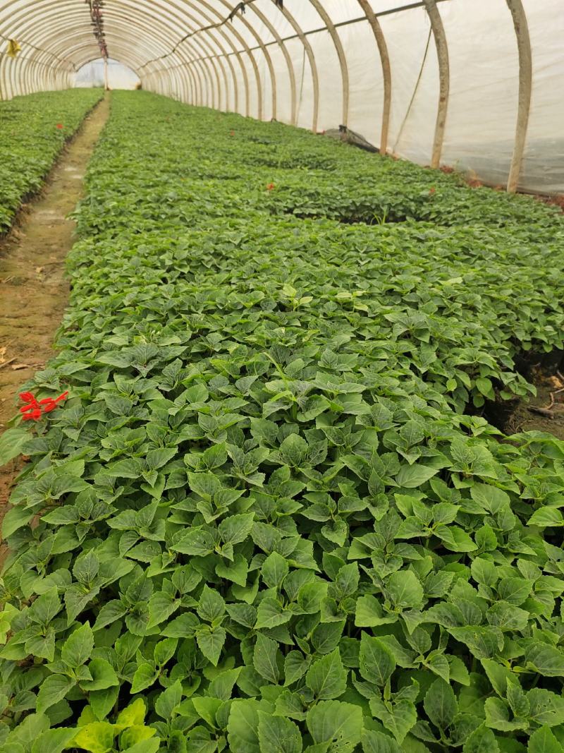 一串红基地直发城市绿化美化工程用10袋苗量大从优