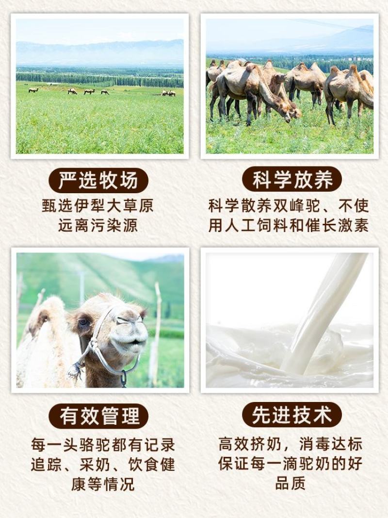 新疆纯骆驼奶粉成人中老年无蔗糖