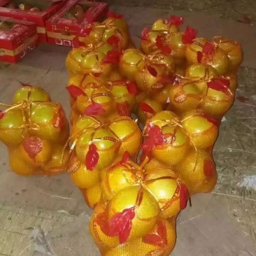 琯溪蜜柚产地大量批发，个头大，口感甜。产地直销，无中间商