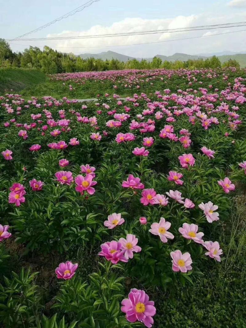 药用芍药，白芍，赤芍分株苗，3-4个芽头