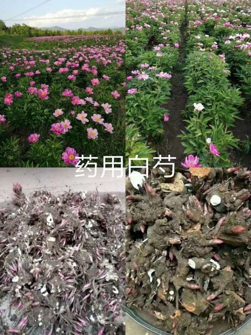 药用芍药，白芍，赤芍分株苗，3-4个芽头