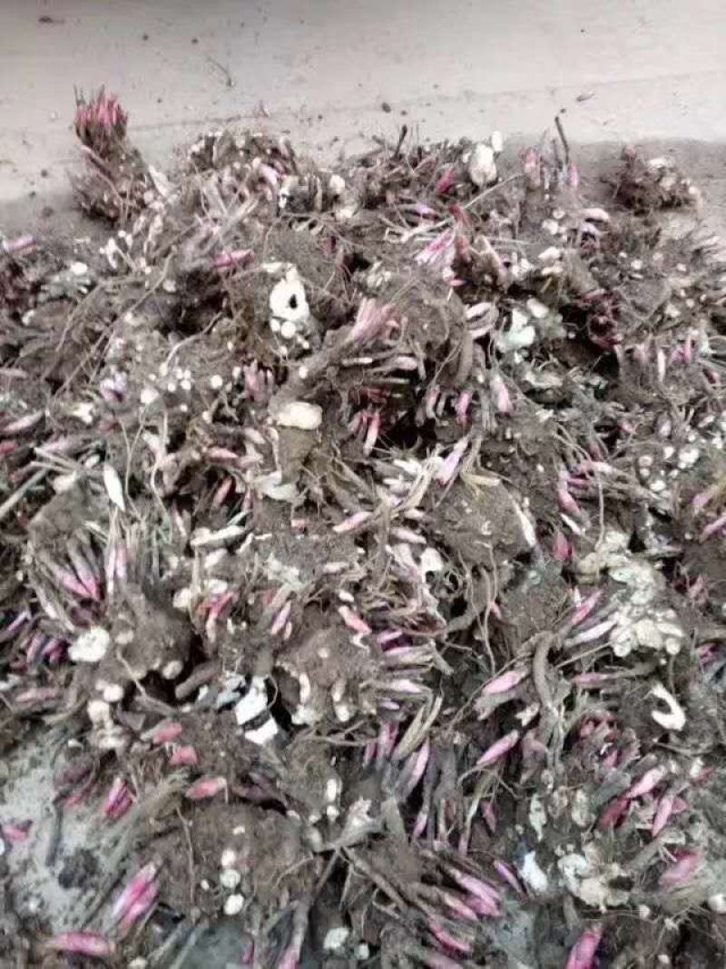 药用芍药，白芍，赤芍分株苗，3-4个芽头
