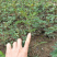 花椒苗汉源贡椒花椒苗1~2年苗,根系发达,成活率高
