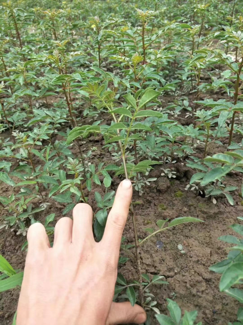 花椒苗汉源贡椒花椒苗1～2年苗，根系发达，成活率高
