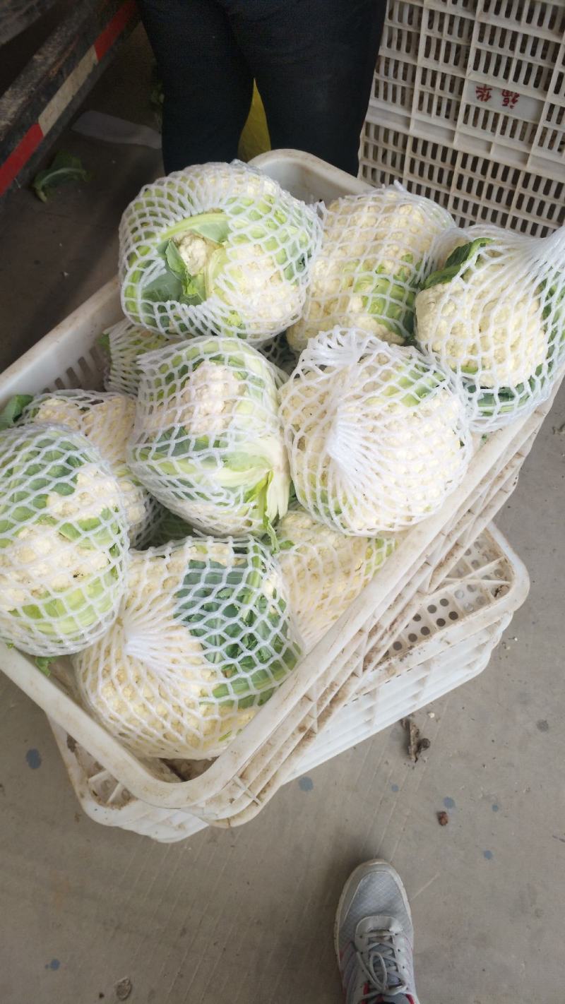 【精品】菜花产地直供大量上市货源充足