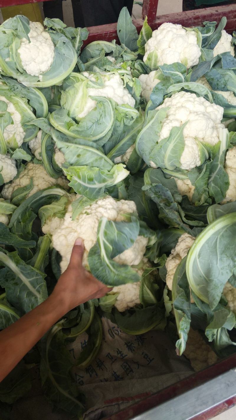 【精品】菜花产地直供大量上市货源充足