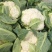 【精品】菜花产地直供大量上市货源充足