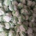 【精品】菜花产地直供大量上市货源充足