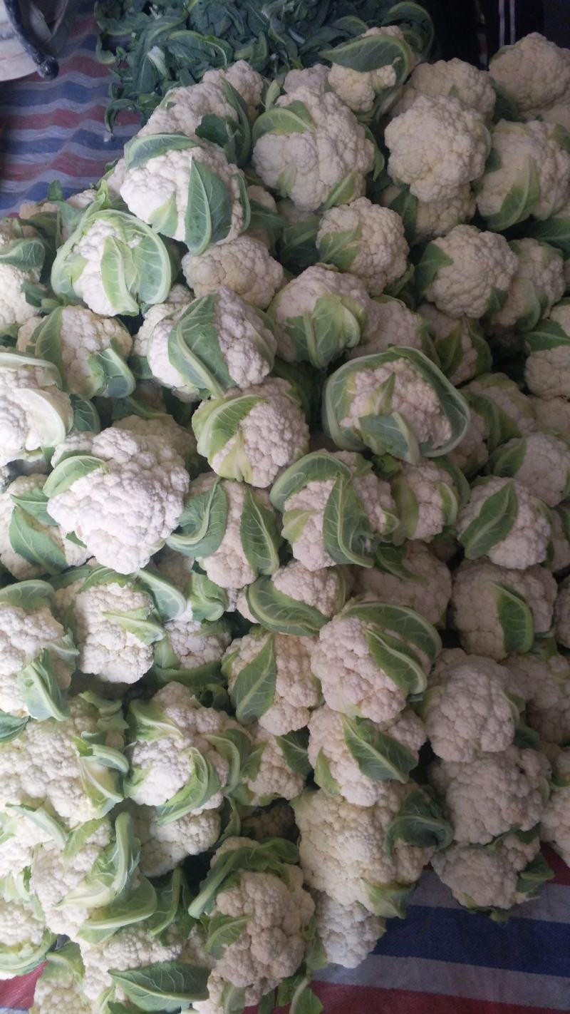 【精品】菜花产地直供大量上市货源充足