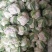 【精品】菜花产地直供大量上市货源充足