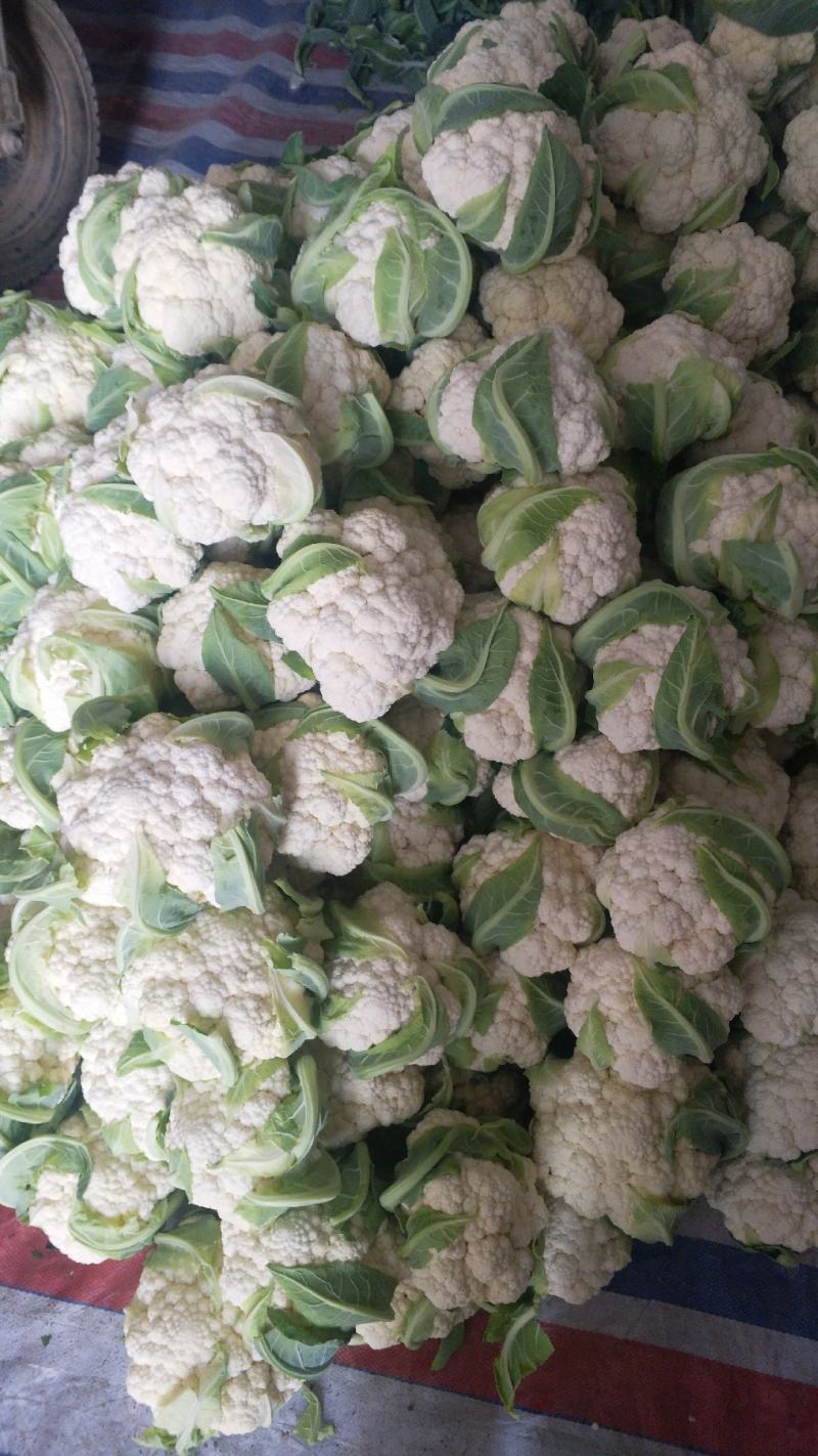 【精品】菜花产地直供大量上市货源充足