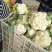 【精品】菜花产地直供大量上市货源充足