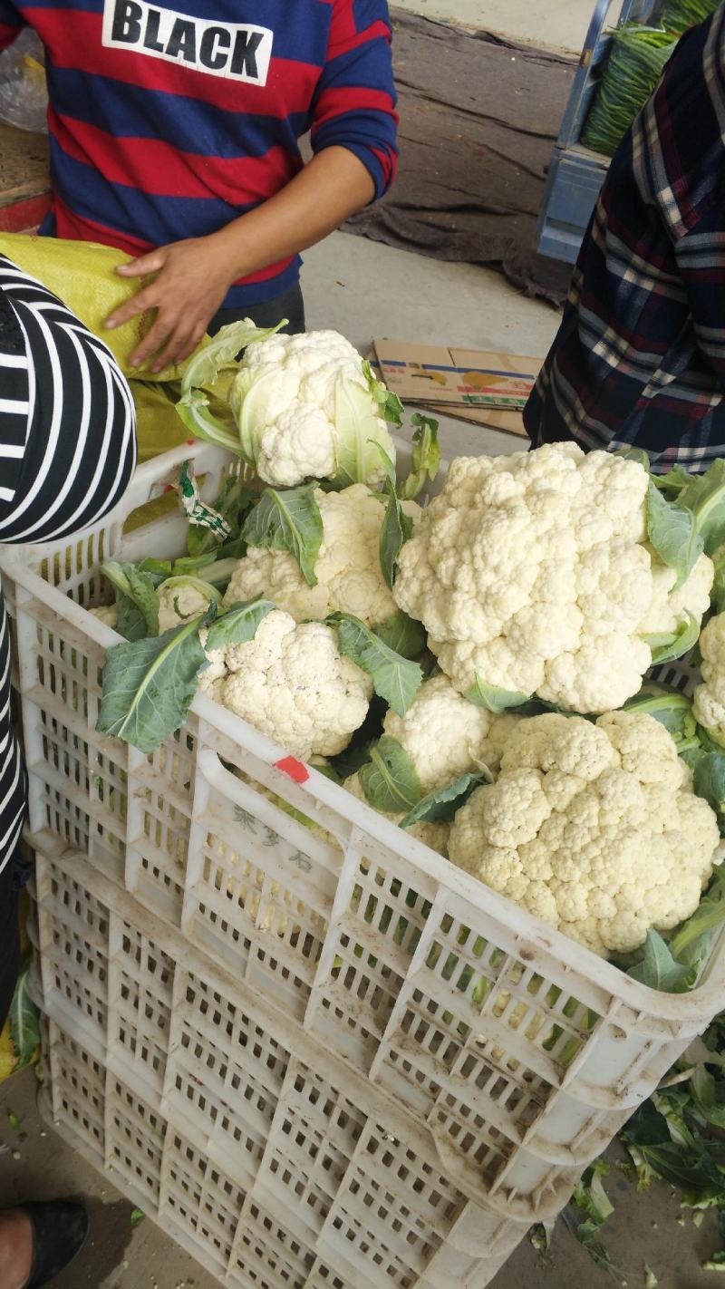 【精品】菜花产地直供大量上市货源充足