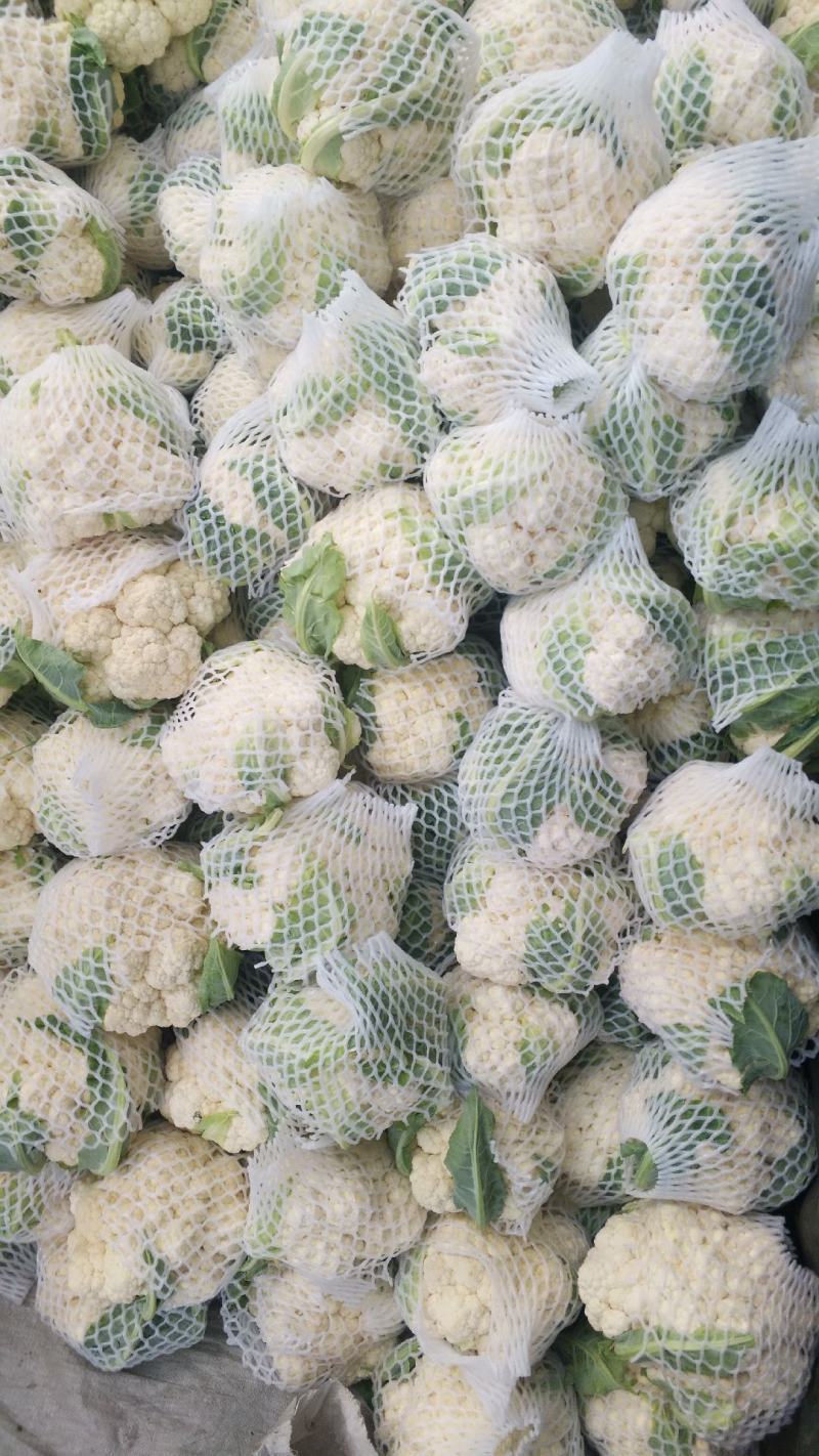 【精品】菜花产地直供大量上市货源充足