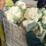 【精品】菜花产地直供大量上市货源充足
