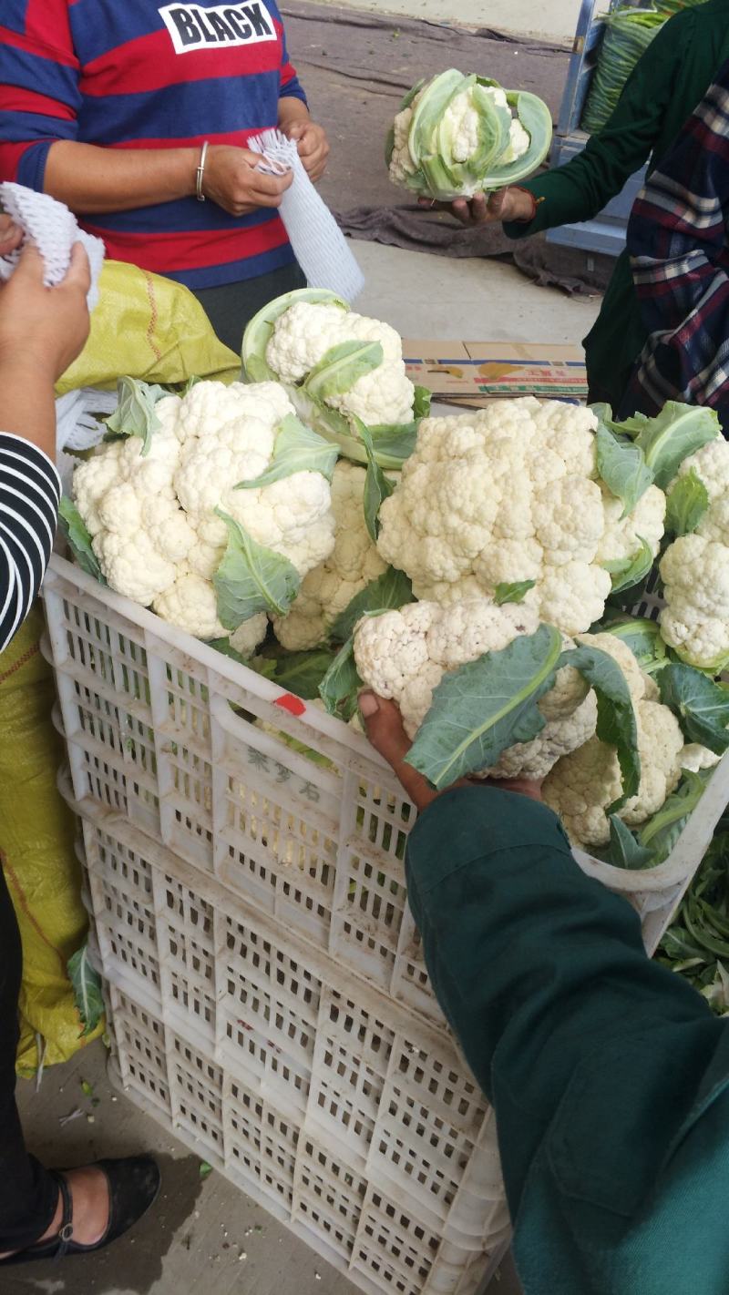 【精品】菜花产地直供大量上市货源充足