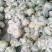 【精品】菜花产地直供大量上市货源充足