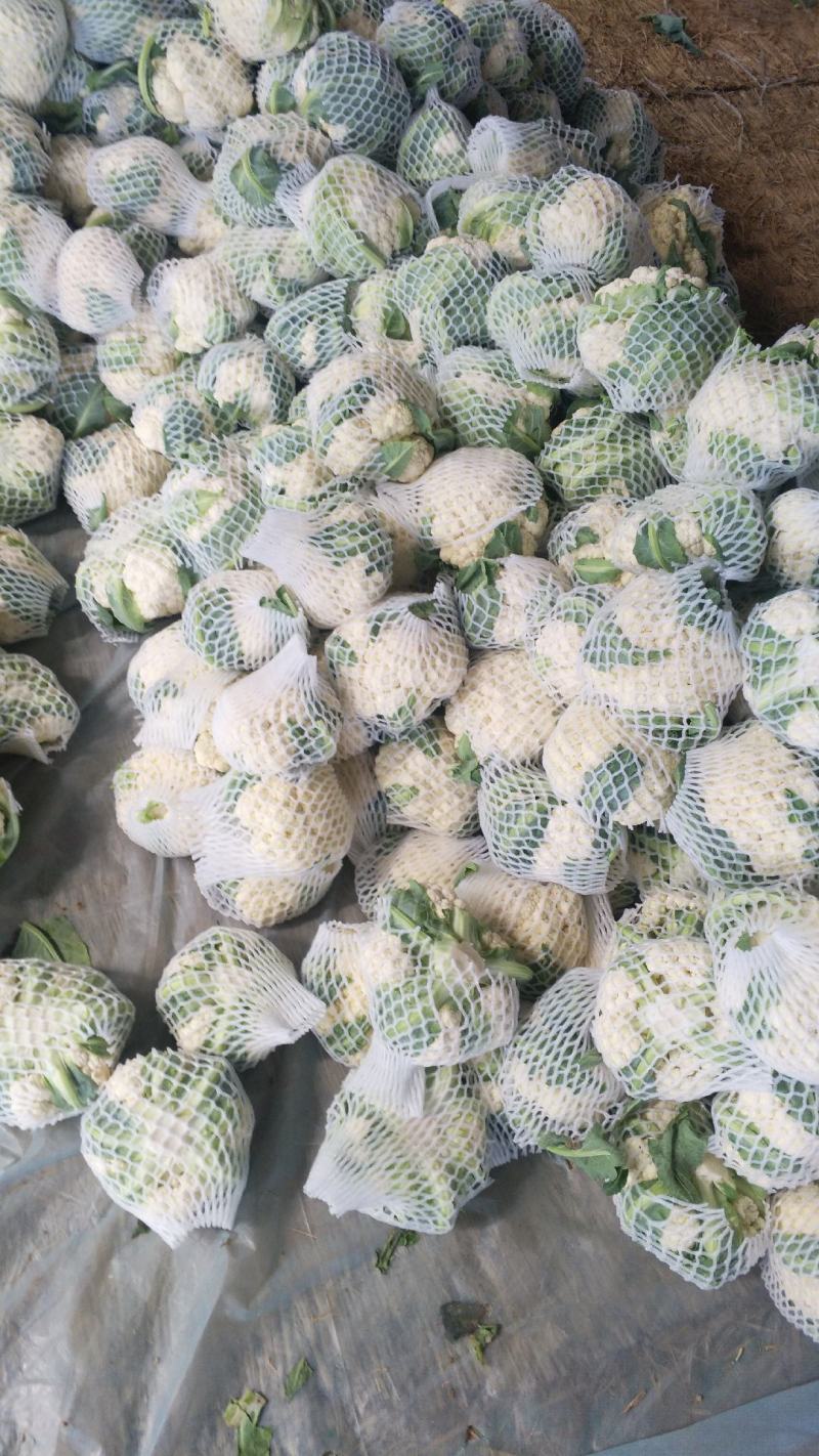 【精品】菜花产地直供大量上市货源充足