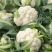 【精品】菜花产地直供大量上市货源充足