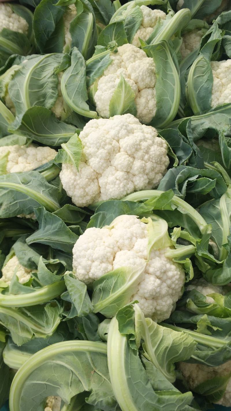 【精品】菜花产地直供大量上市货源充足