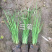 马蔺马蔺马蔺马蔺马蔺