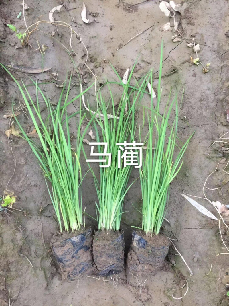 马蔺马蔺马蔺马蔺马蔺