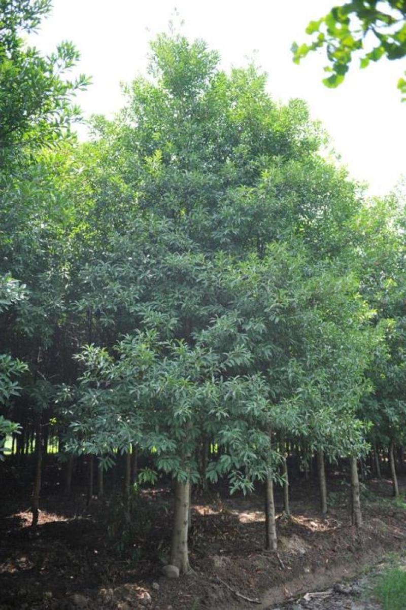 四川成都温江基地苗圃杜英，规格齐，质量保证，货源充足