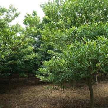 四川成都温江基地苗圃杜英，规格齐，质量保证，货源充足