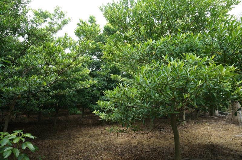 四川成都温江基地苗圃杜英，规格齐，质量保证，货源充足