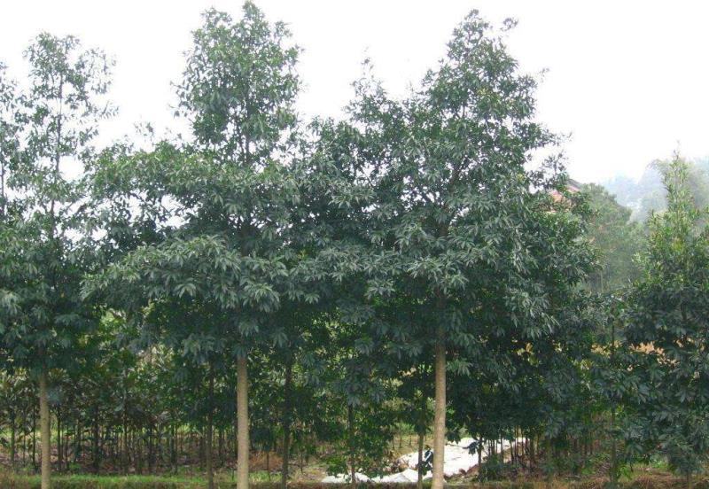 四川成都温江基地苗圃杜英，规格齐，质量保证，货源充足