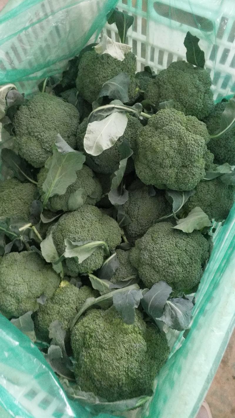 西兰花炎秀优秀寒秀精品货源大量上市中