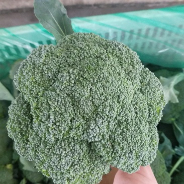 西兰花炎秀优秀寒秀精品货源大量上市中