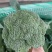 西兰花炎秀优秀寒秀精品货源大量上市中