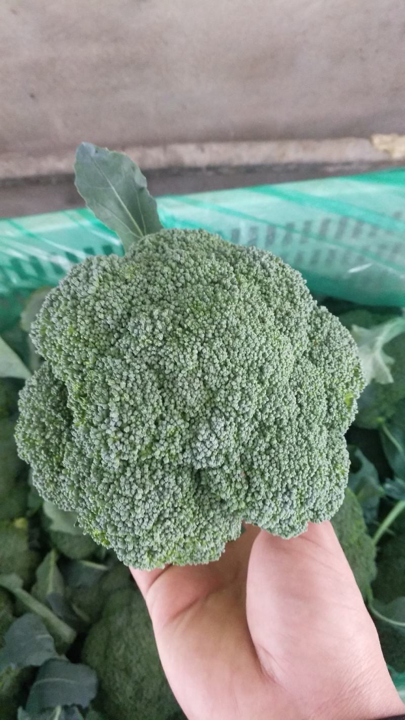西兰花炎秀优秀寒秀精品货源大量上市中
