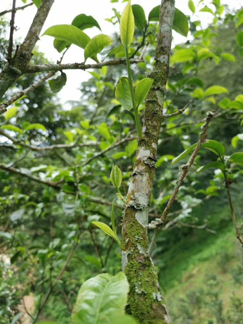 云南普洱茶古树茶单株。纯手工制作润滑口感香甜，耐泡。