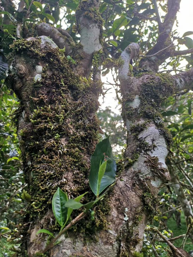 云南普洱茶古树茶单株。纯手工制作润滑口感香甜，耐泡。