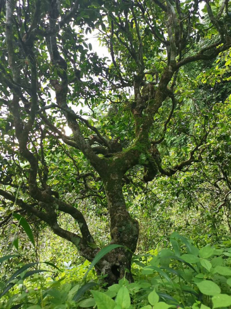 云南普洱茶古树茶单株。纯手工制作润滑口感香甜，耐泡。