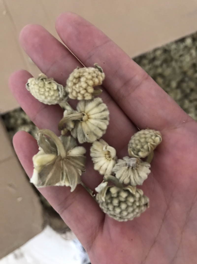 密蒙花保庆药业批发密蒙花实物拍摄！发货如图