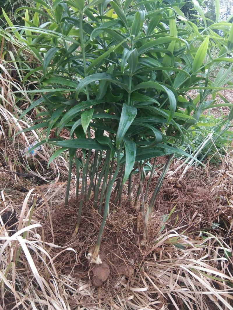 黄精种苗基地直供，姜型多花四季不倒苗甜黄精，无条件技术服