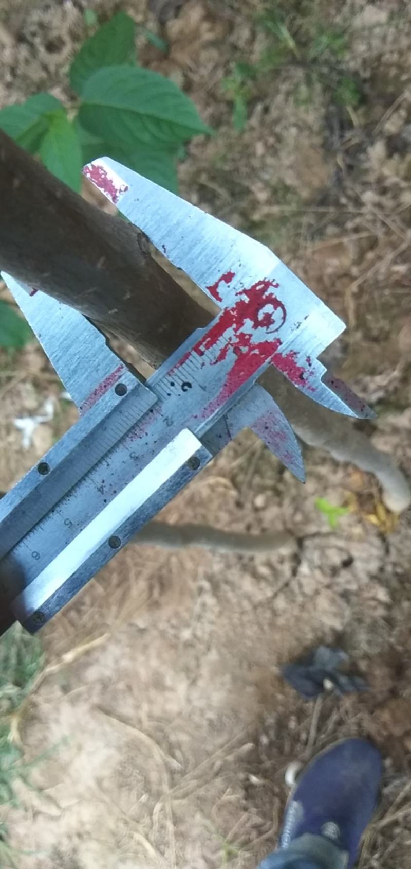 杜仲树苗当年小苗，米径1公分到3公分土球及4到20公分