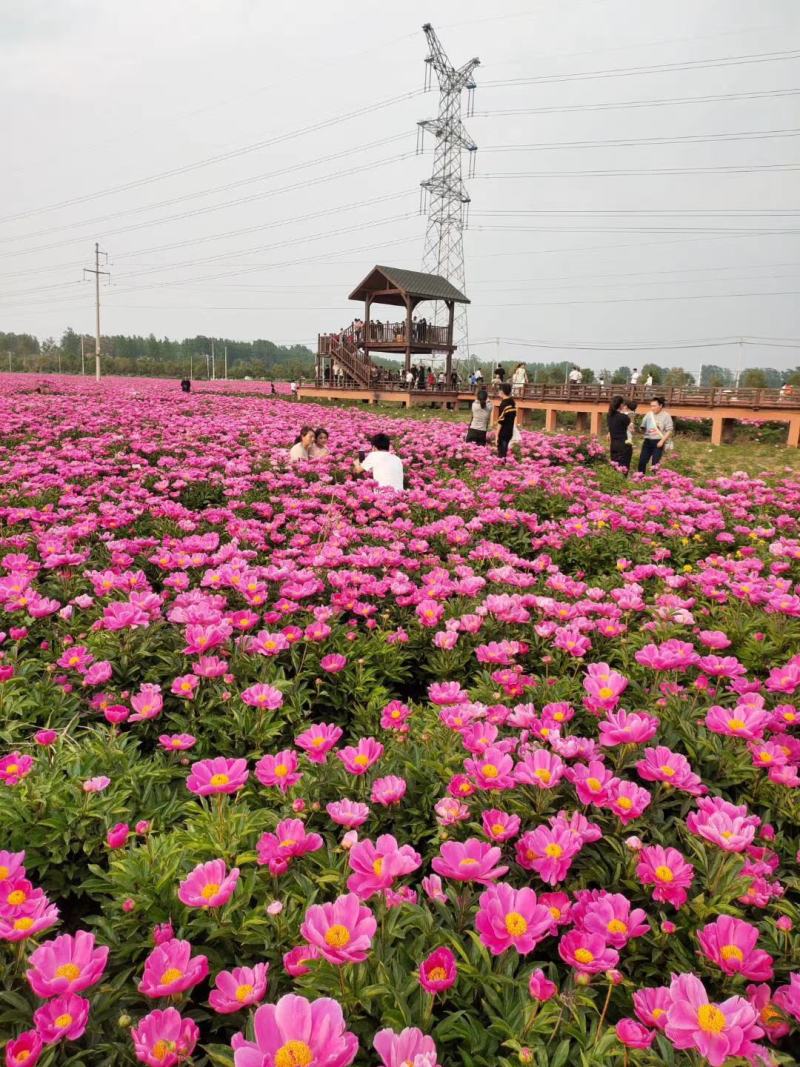白芍芽白芍芽块茎白芍种苗
