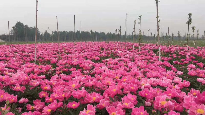 白芍芽白芍芽块茎白芍种苗