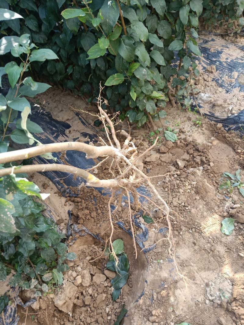 维纳斯黄金苹果苗，保品种，包技术，保成活，一棵也批发