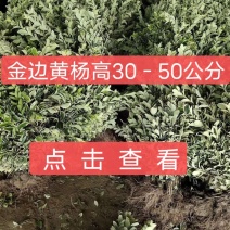 金边黄杨高度30-40公分0.15元一颗！可以视频看货