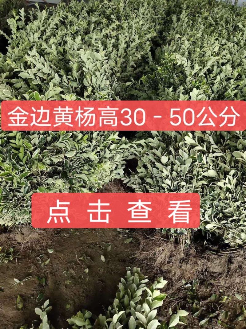 金边黄杨高度30-40公分0.6元一颗！可以视频看货