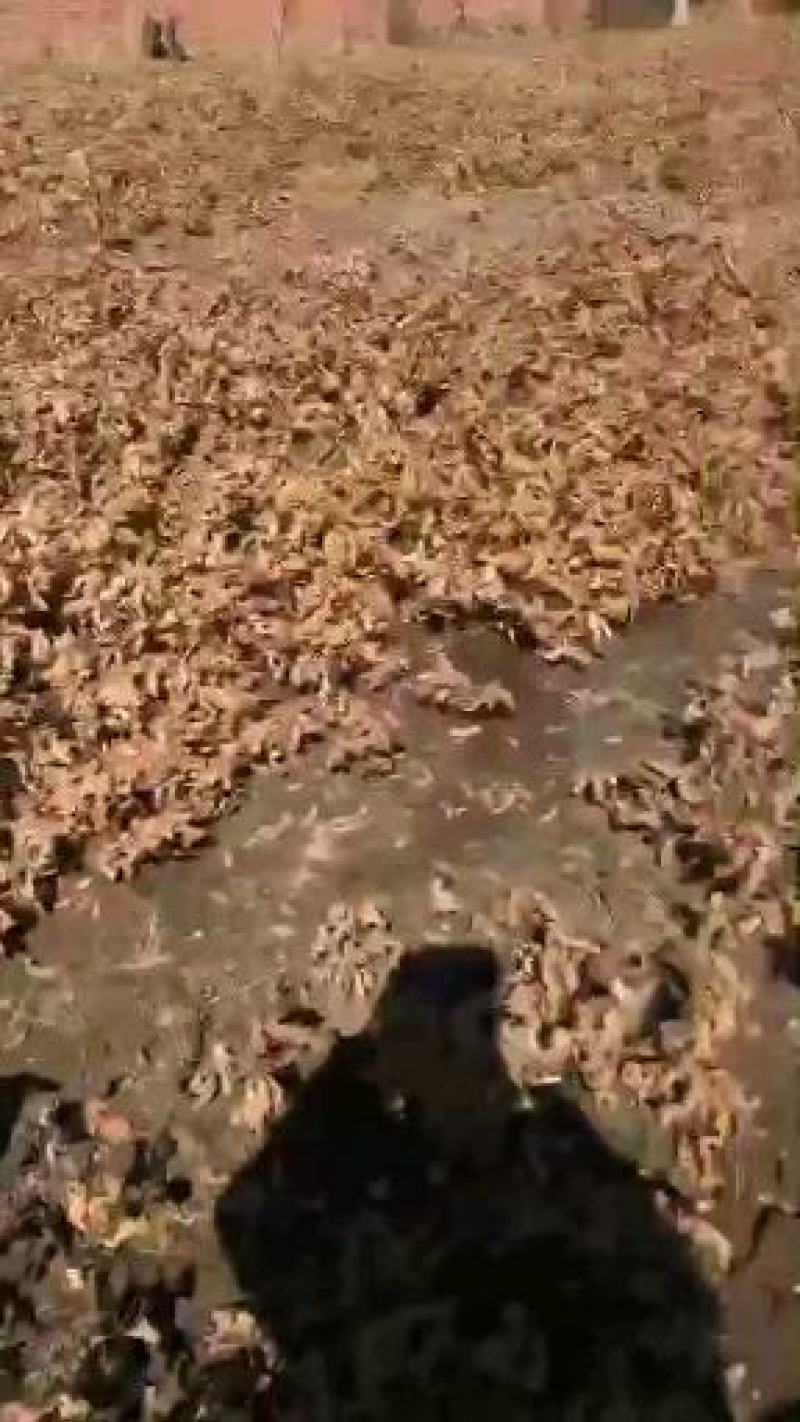 东北橡子批发，蒙古栎批发辽东栎批发零售量大优惠
