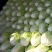 【精选】白菜夏阳白菜货源充足，诚信代办【全国发货】
