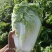 【精选】白菜夏阳白菜货源充足，诚信代办【全国发货】
