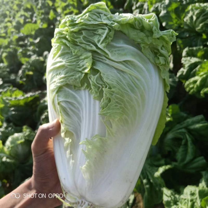 【精选】白菜夏阳白菜货源充足，诚信代办【全国发货】